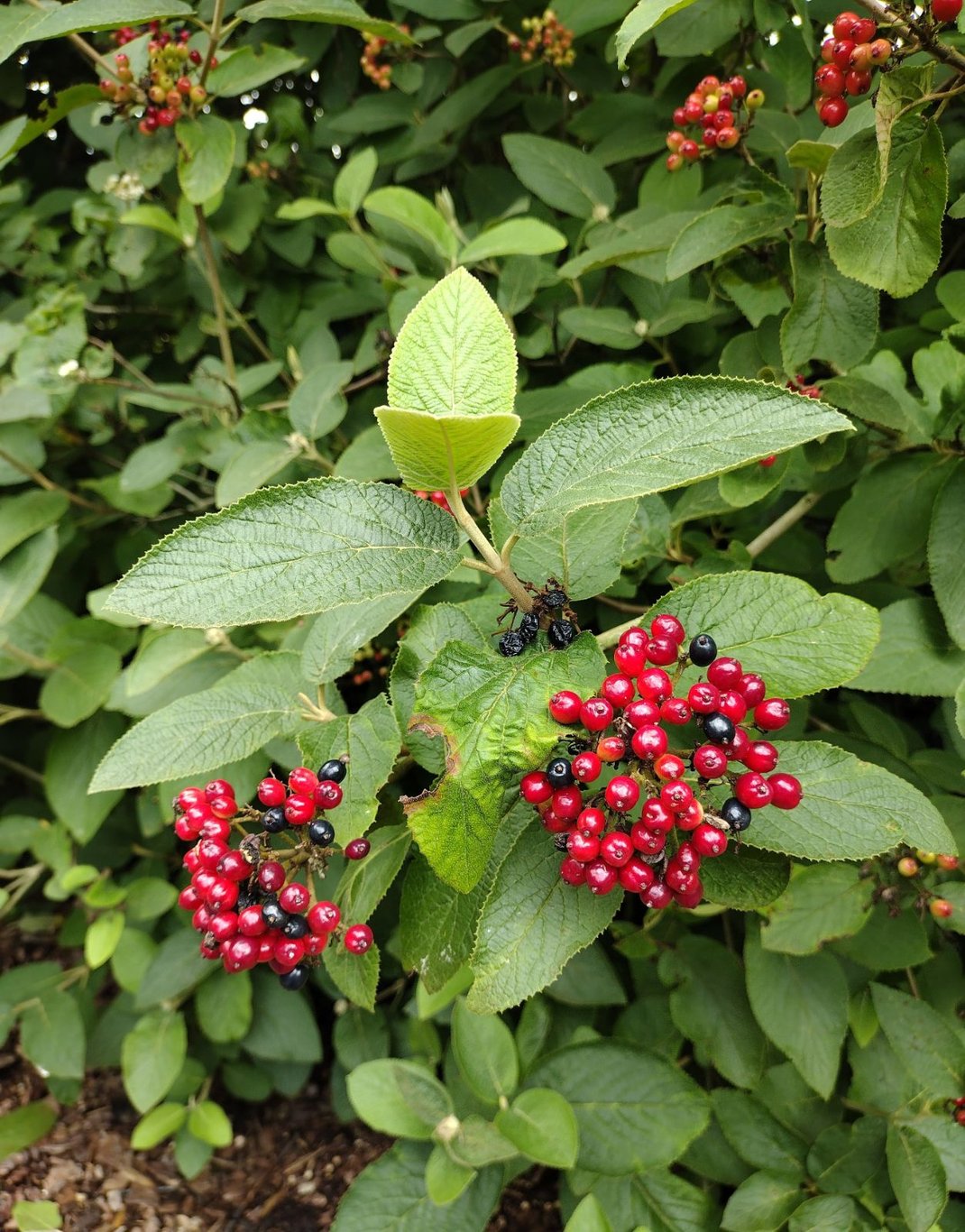 Viburnum lantana - 100-120 CM RB